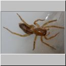 Clubiona comta - Sackspinne 01b 6mm.jpg